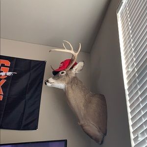 Meet your Posher, Nolan